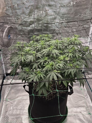  Insane OG — flower, day 85