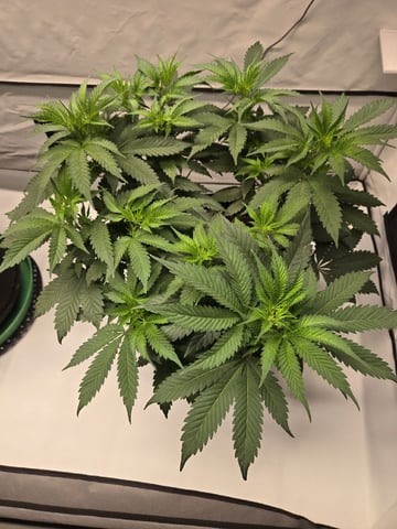 Zoap & Mimosa x OrangePunch — vegetative, day 58