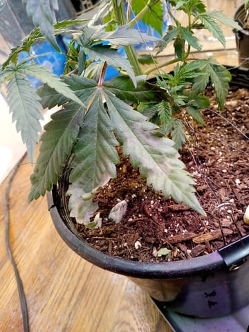 Jack hearer/Jack the ripper? — vegetative, day 64
