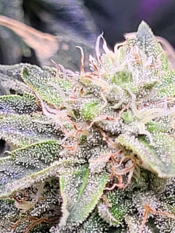 6th Grow