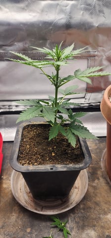 El Chemi Kiwi autoflower  — vegetative, day 23