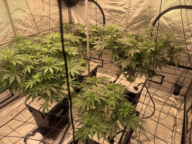 Start over! — flower, day 63