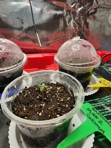 HE1E we GROW  — seedling_rooting, day 28