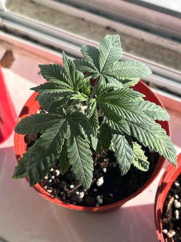 Stardust OG  — vegetative, day 13