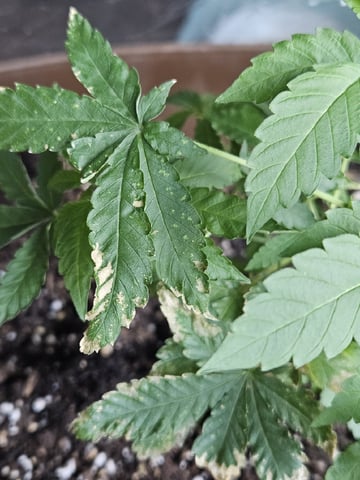 Blue Jamacian (Jess) — vegetative, day 120