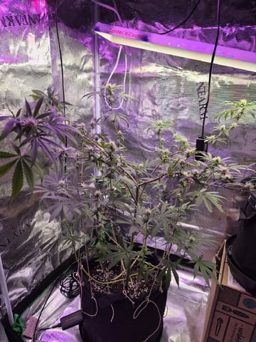 Kalini Asia Auto  — flower, day 37
