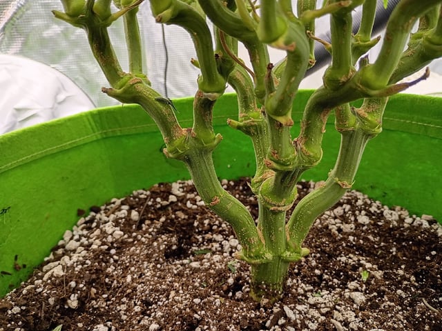 FastBuds Photo-Lemon Mandarin  — vegetative, day 74
