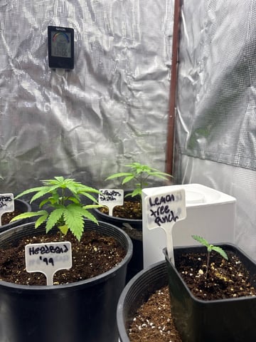 first grow in new 2x2 — vegetative, day 28