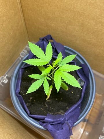 My Devine Conscious  — vegetative, day 30