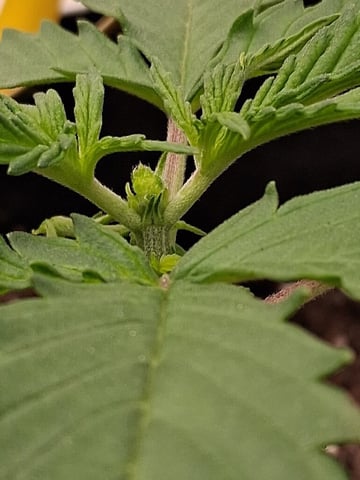 Seedman mix auto & seedman mix auto & GodFather OG — vegetative, day 28