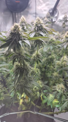 ethos genetics  — flower, day 108