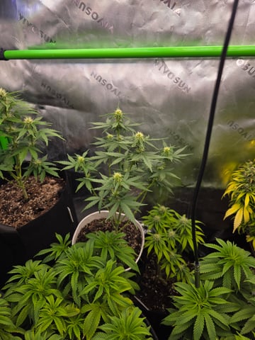 My Second Indoor — vegetative, day 63