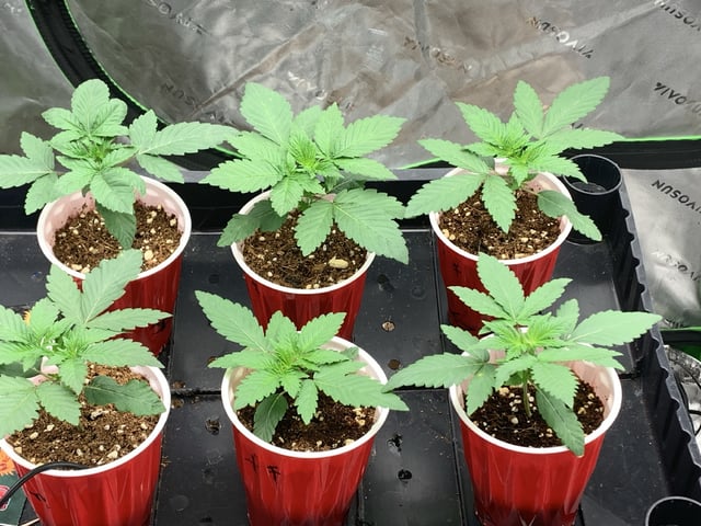 Papaya Frosting  — seedling_rooting, day 19