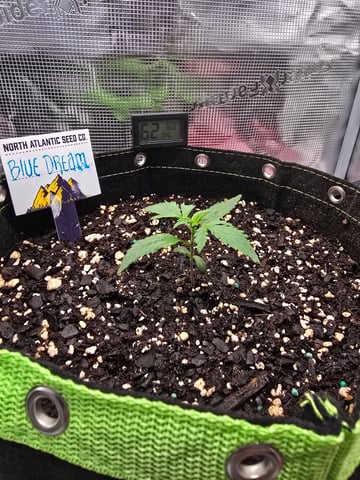 blue dream auto — vegetative, day 15