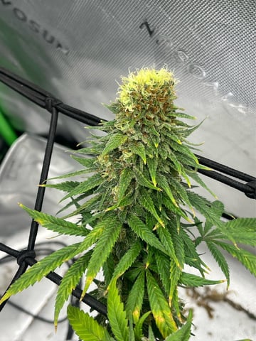 Blue Dream Photos — flower, day 111