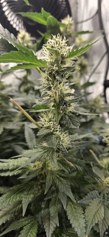 Ace Killer OG — flower, day 78