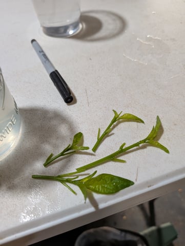 Plant in a test tube — seedling_rooting, day 2