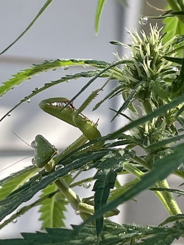  Apollo outdoor — flower, day 47