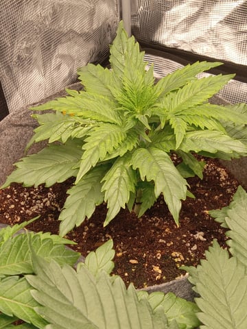 critical purple kush x peyote wifi  in the auto pot system tray 2 grow with added microhazian to the coco coir  — vegetative, day 26