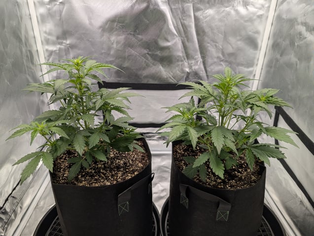 Steve's grow — vegetative, day 26