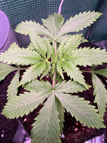 Outdoor Green House — vegetative, day 16