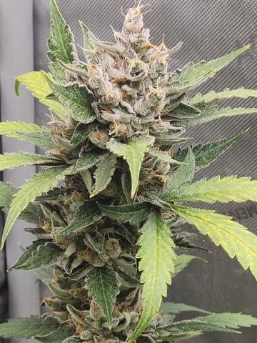 Another round of Mephisto Genetics from Schoolyard Crush and Do-si-delirium drops. — flower, day 66