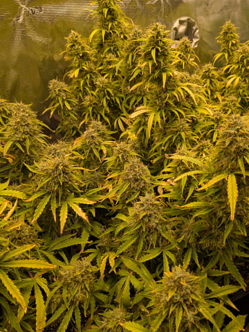 first grow — flower, day 72