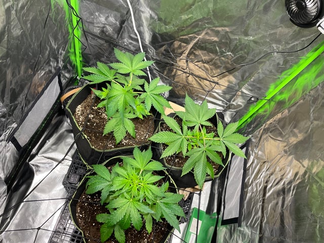 Growing speed  — grow_setup, day 32