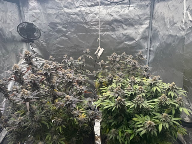 Master Kush RBX — flower, day 181