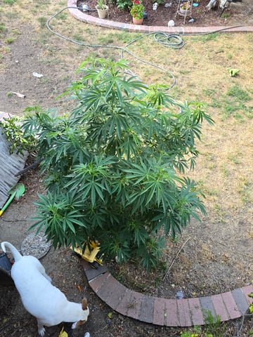 Venice Beach — vegetative, day 69