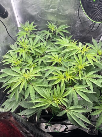 Blackberry Kush — vegetative, day 46
