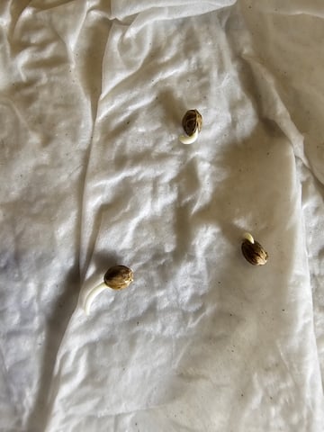 strawberry soda — grow_setup, day 4