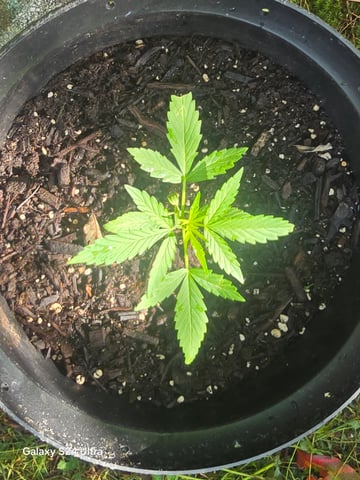 1st Grow — vegetative, day 19