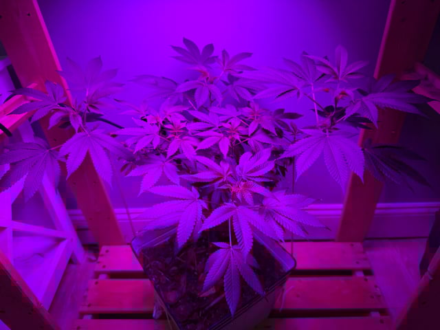 OG Kush — vegetative, day 47