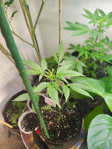 something new — flower, day 46