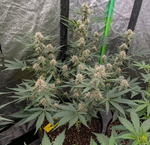 Mixed Grow — flower, day 73