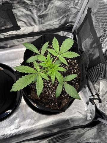wedding cake auto FIRST GROW! — vegetative, day 20