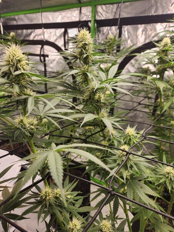 Blue — flower, day 1