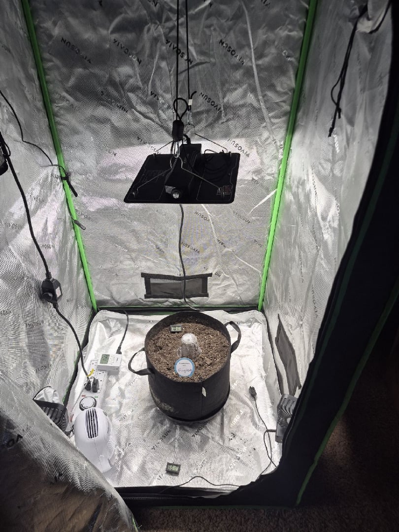 First Grow