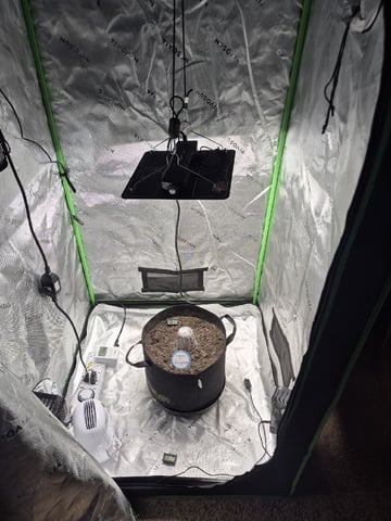 First Grow