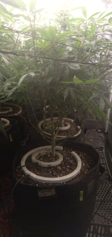 Organic Grow — flower, day 5