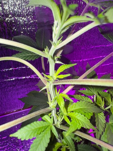 OG Kush — vegetative, day 35