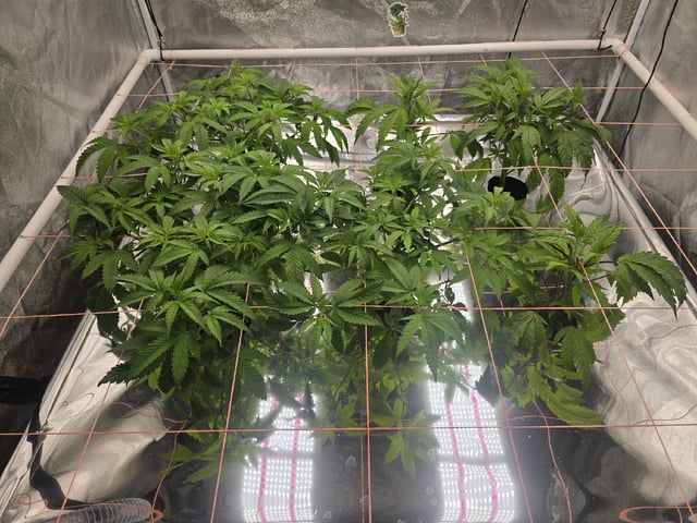Oceanz 16 — vegetative, day 98