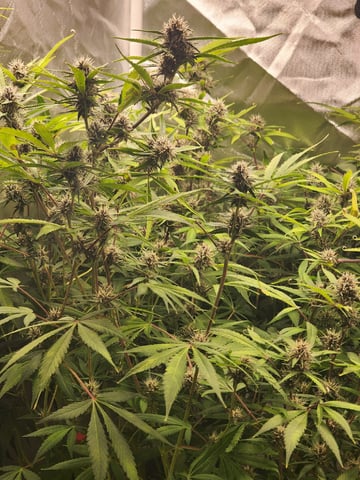 420 Fastbuds — flower, day 3