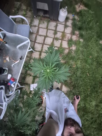 My First Grow — flower, day 81