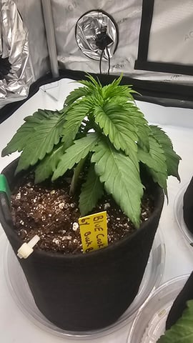 ethos genetics  — vegetative, day 22