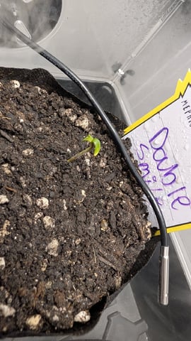 Double Smile And (Alien Vs Triangle X Strawberry Nuggets) — seedling_rooting, day 2
