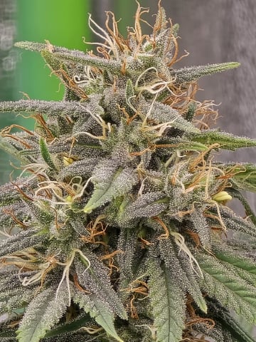 Growing — flower, day 112