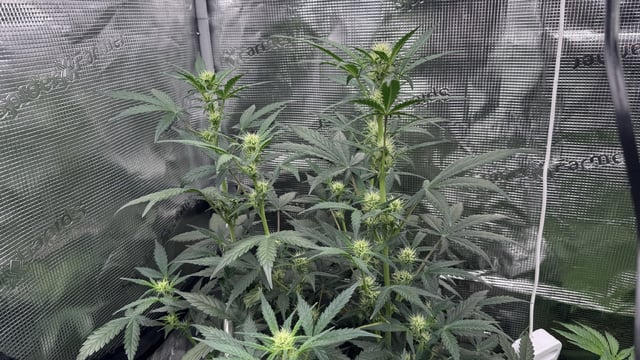 Auto Flower — flower, day 28