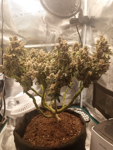 Wizard Punch first grow  — flower, day 125